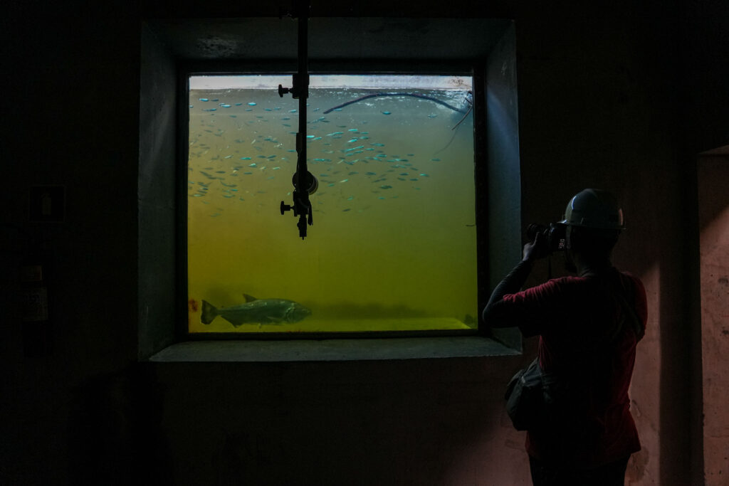 IA inédita no Brasil monitora peixes do rio Xingu em tempo real e fortalece conservação da Amazônia Técnico registra imagens da janela de observação da escada de peixes no Complexo Hidrelétrico Belo Monte, onde sistema com inteligência artificial monitora espécies do rio Xingu em tempo real.